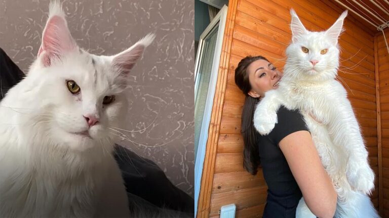 Kedi Olmayacak Kadar Büyük Olan KEFİR İle Tanışın..