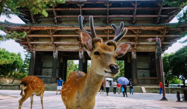 Maralların dostu Yapon şəhəri: Nara