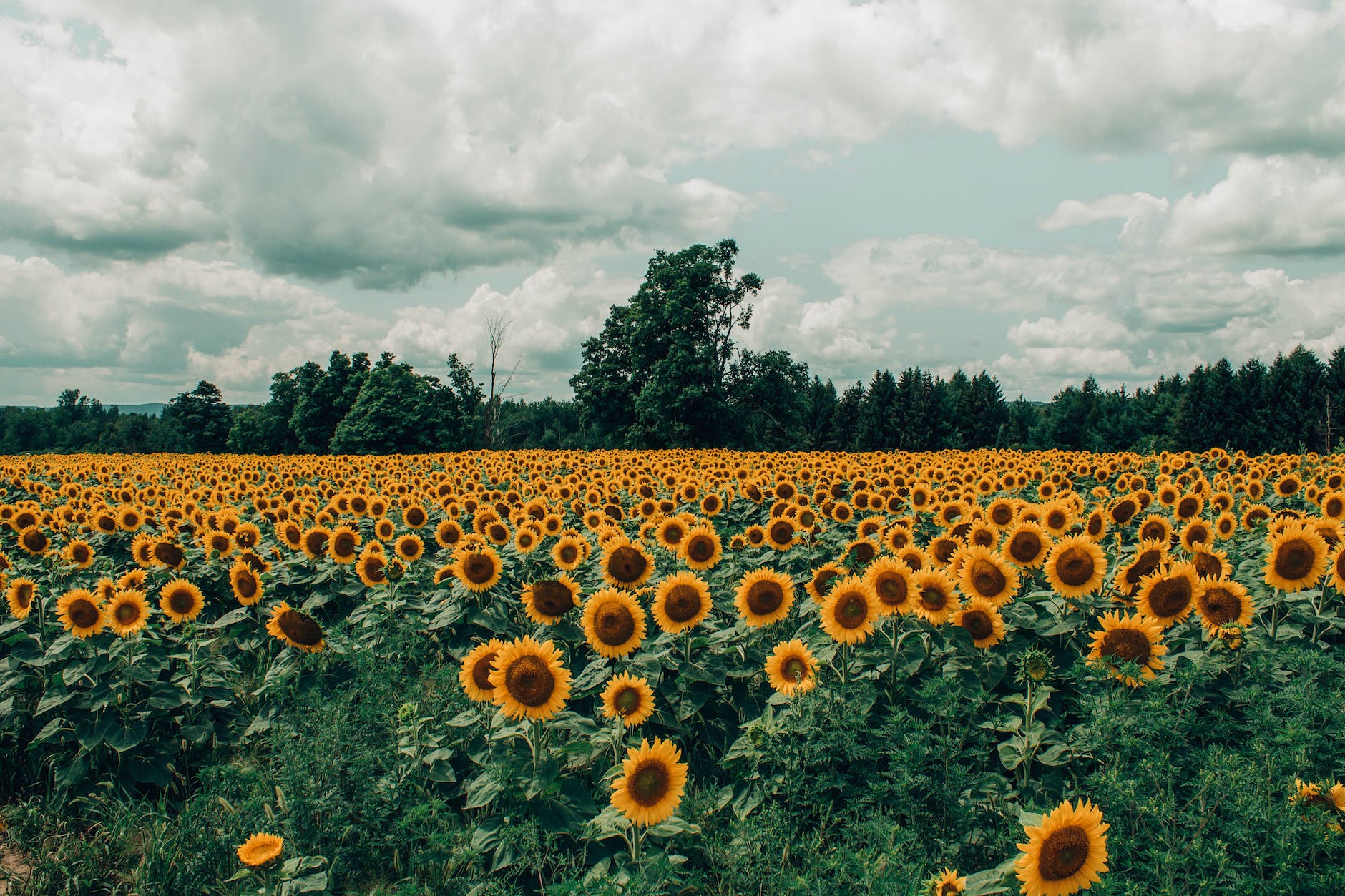 bed of sunflower